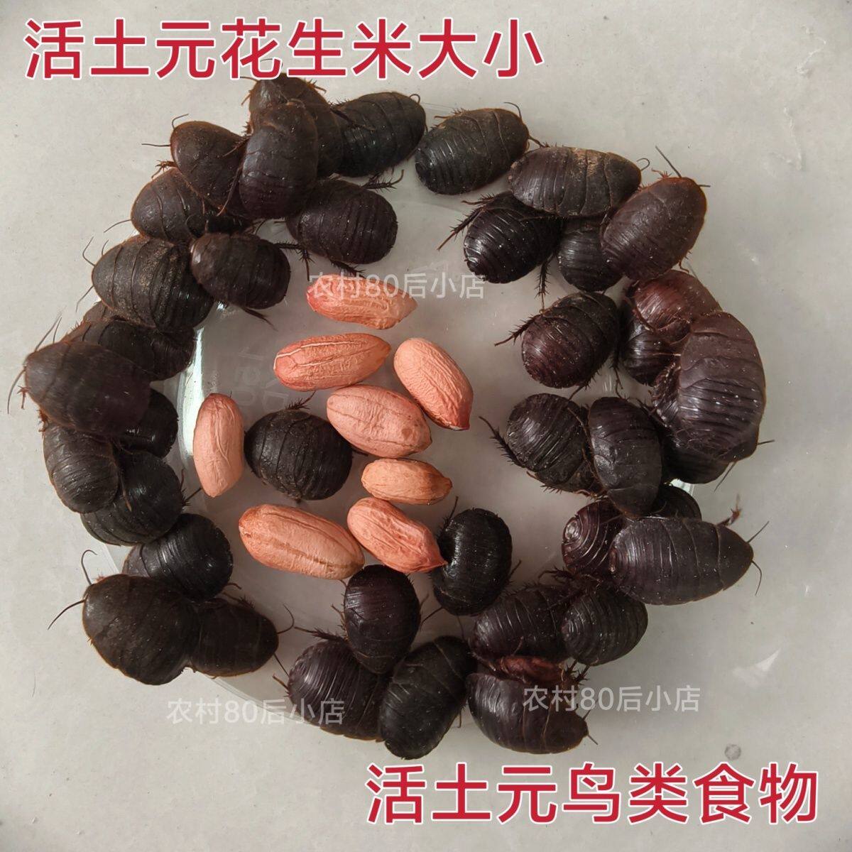 鲜活土元活体土鳖虫自家养殖新鲜土鳖虫可食用现货直发包活到家