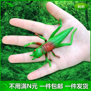 软胶仿真蚂蚱蜢绿色蝗虫幼儿园儿童玩具认知塑胶静态昆虫动物模型