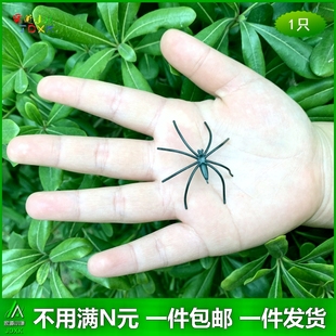 幼儿园儿童玩具礼物认知可爱吓人昆虫动物模型 仿真小蜘蛛5只套装