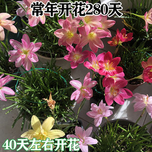 现货速发重瓣风雨兰种球韭菜兰水仙花葱兰绿化庭院阳台盆栽花卉耐