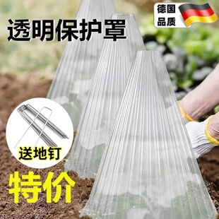 育苗保护罩透明钟罩可重复使用温室大棚免受鸟类霜冻伤害加厚批发