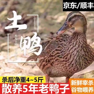 5年老鸭子母鸭新鲜宰杀土鸭新鲜冷冻农家散养麻鸭整只水鸭肉生鲜