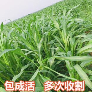 进口墨西哥玉米草种籽优12阔叶牧草种籽养殖猪羊牛鹅鱼草种子四季