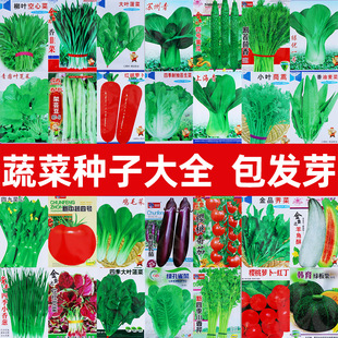 蔬菜种子菜种籽菜园盆栽耐热香菜豆角空心菜各种瓜果四季 蔬菜种孑