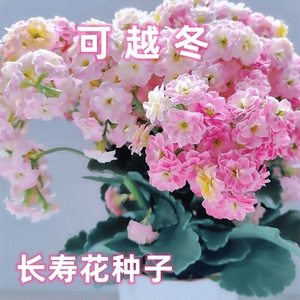 【可越冬】长寿花种子秋季盆