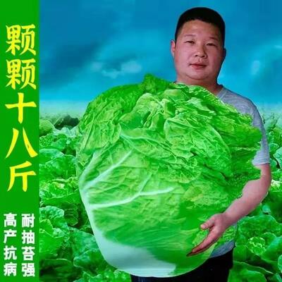 十八斤大白菜种子山东籽冬季