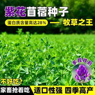 大叶苜蓿进口紫花木须种子牛羊饲料食用芽苗菜木须菜牧草秋播