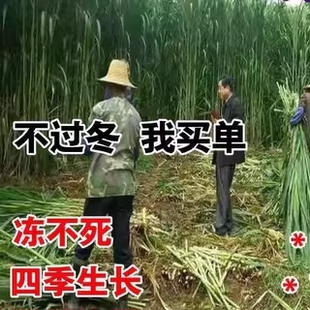 巨菌草种子南北方养殖多年生四季耐寒牧草王冻不死养牛羊鱼用草籽