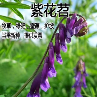 果园绿肥种子光叶紫花苕长柔毛野豌豆毛苕子养蜂蜜源植物牧草草籽