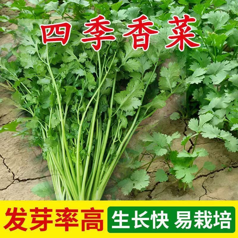 四季香菜种子大叶香菜种籽阳台种菜盆栽农家春季庭院芫荽蔬菜种孑