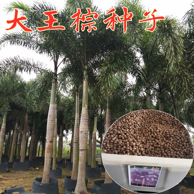 新采大王棕椰子棕榈树种子