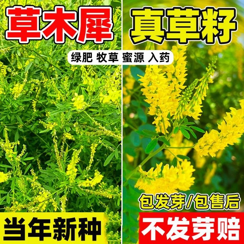 草木犀种子优质牧草种
