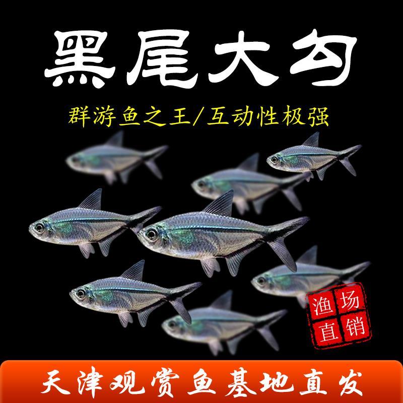 黑尾大勾鱼群游鱼活体鱼冷水鱼观赏小鱼淡水金鱼黑尾旗小型热带鱼
