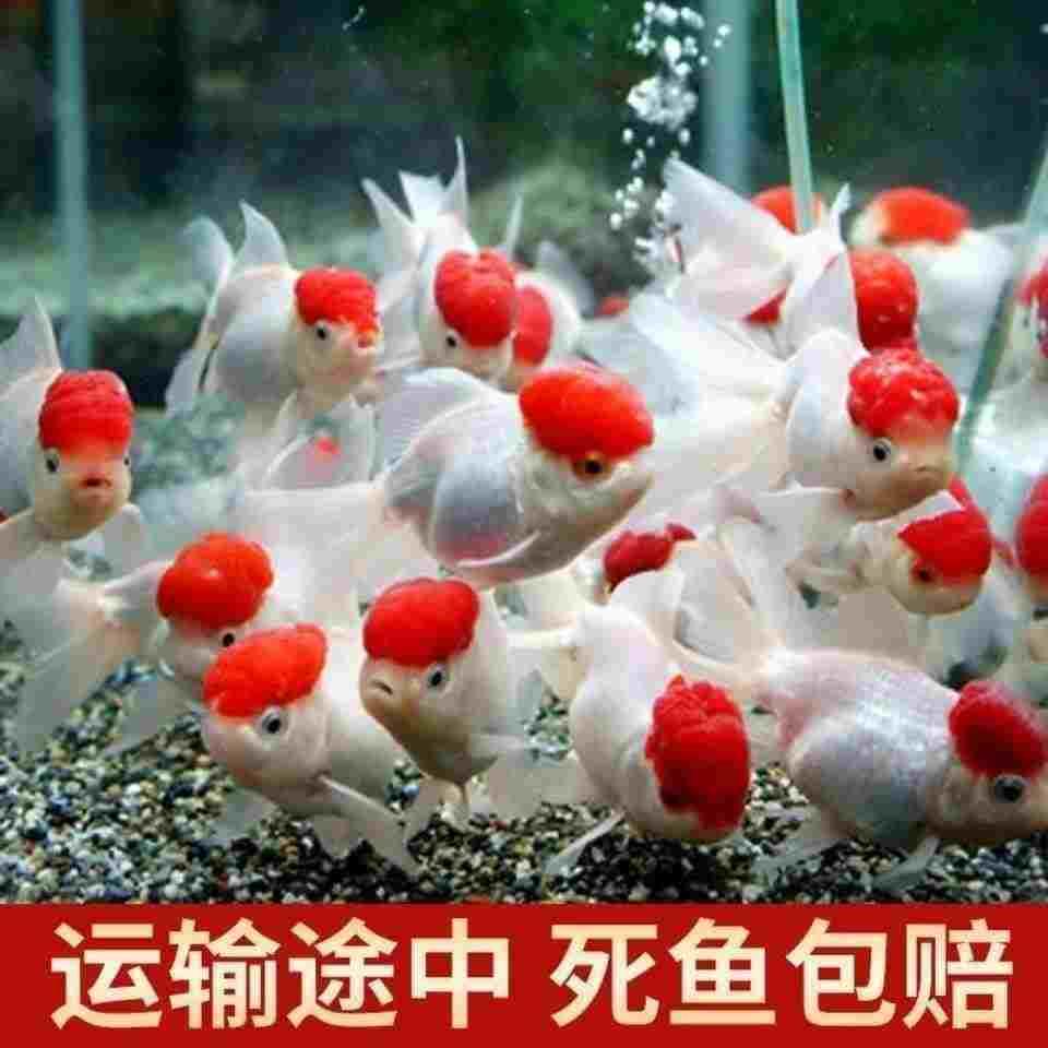 鸿运当头鱼观赏鱼鹤顶红狮子头金鱼活鱼丹顶冷水鱼淡水好养锦鲤鱼