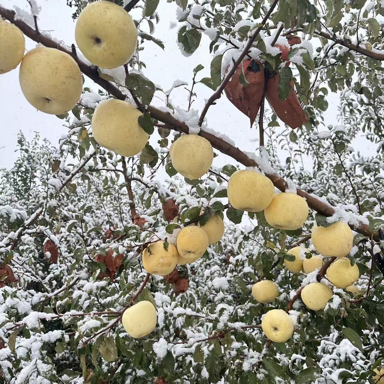 ժַ̨͸ʿ˪ƻֱ 75mm 4.5 39.9Ԫ