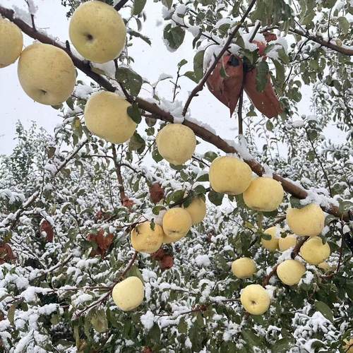 【真现摘现发】烟台正宗奶油富士霜降苹果产地直发