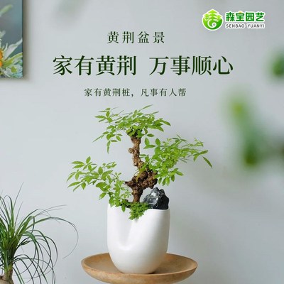 黄荆老桩盆景精品怪桩生桩熟桩盆景素材耐旱植物阳台庭院小盆景