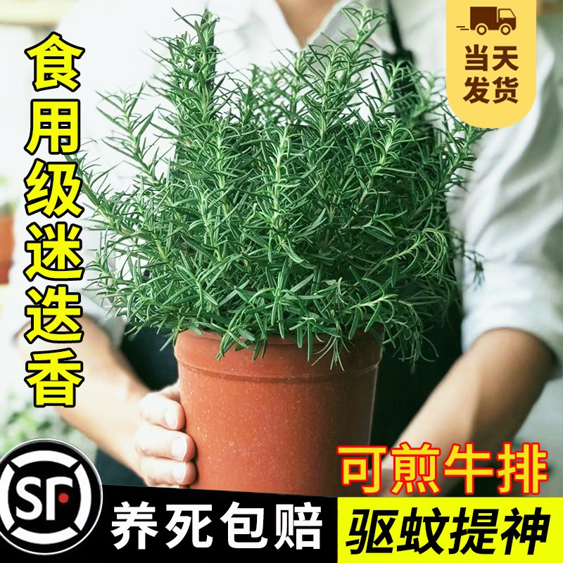 迷迭香苗盆栽可食用驱蚊植物香草薄荷苗水培花卉绿植室内煎牛排