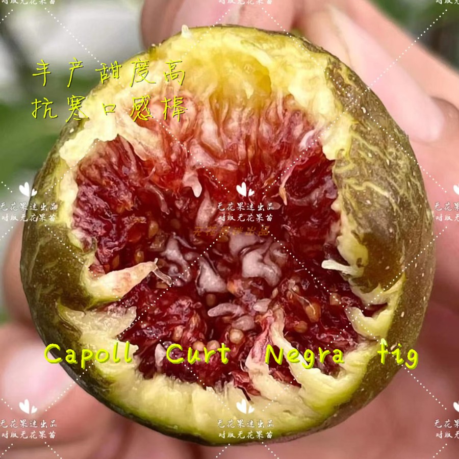 【无花果迷出品】Capoll Curt Negra无花果树苗流蜜高甜口感排名