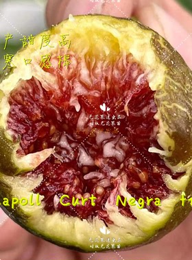 【无花果迷出品】Capoll Curt Negra无花果树苗流蜜高甜口感排名