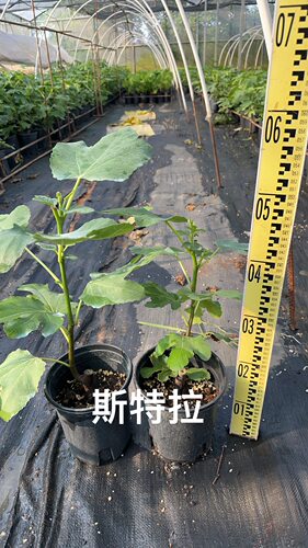 斯特拉无花果树苗带盆土发货超大果甜度高无花果树苗盆栽南北皆可