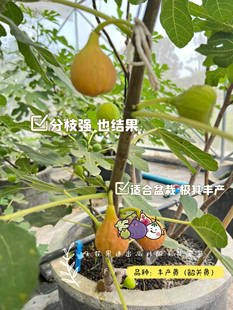 【无花果迷出品】丰产黄（韶关黄）疯狂结果满树果耐热口感好盆栽