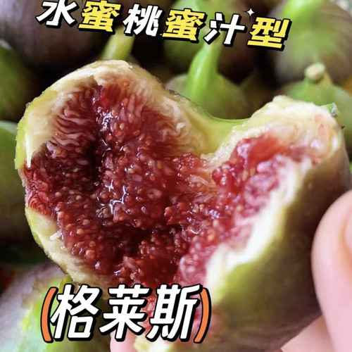 格莱斯无花果水蜜桃口感甜度高丰产耐阴阳台庭院南北皆可种植耐运