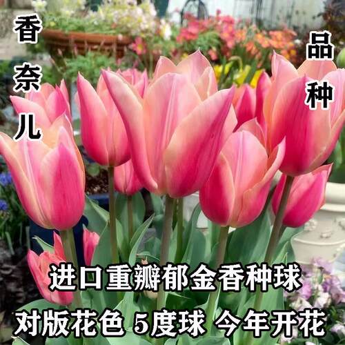 香奈儿进口郁金种球水培五
