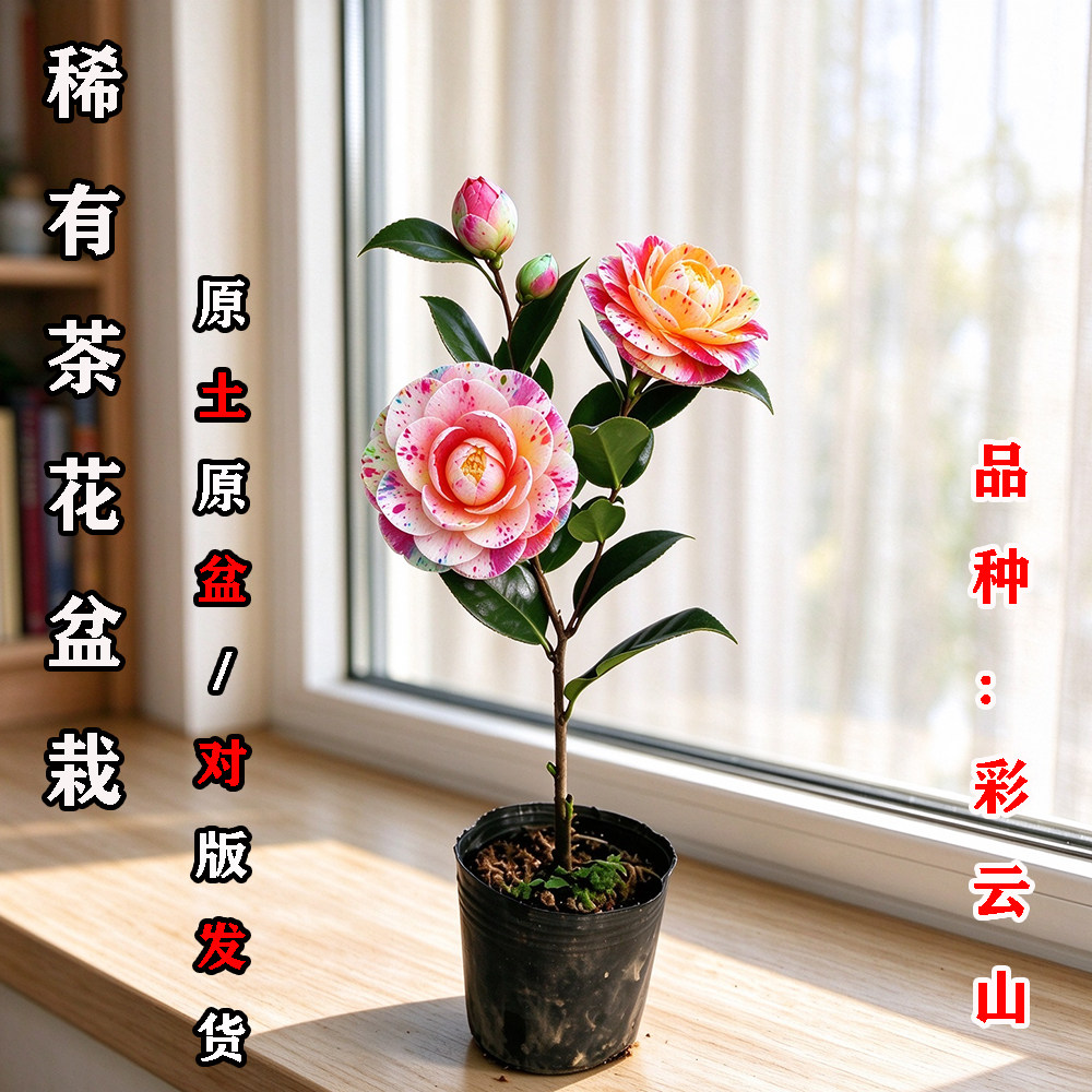 彩云山茶花盆栽名贵品种高档室外内阳台庭院客厅山茶花苗花卉植物
