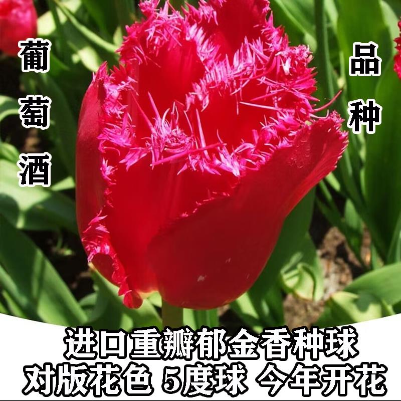 花边葡萄酒进口郁金香种球水培五度球根花卉种子耐寒室内盆栽植物