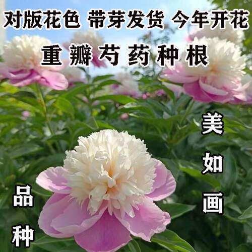 美如画芍药花苗重瓣带芽种