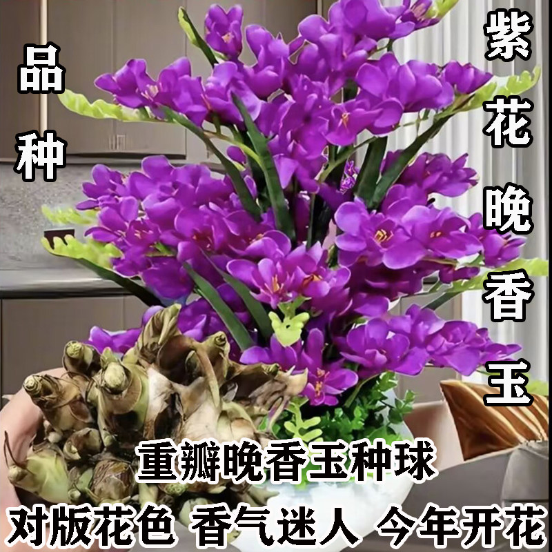 紫花晚香玉种球多头浓香型重瓣球根花卉盆栽室内阳台庭院耐寒植物