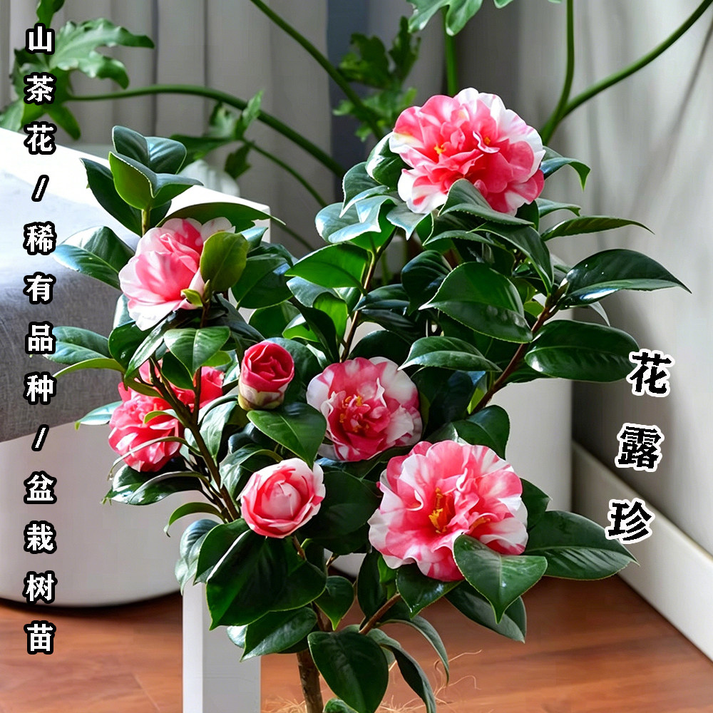 花露珍茶花盆栽名贵品种高档室外内阳台庭院客厅山茶花苗花卉植物