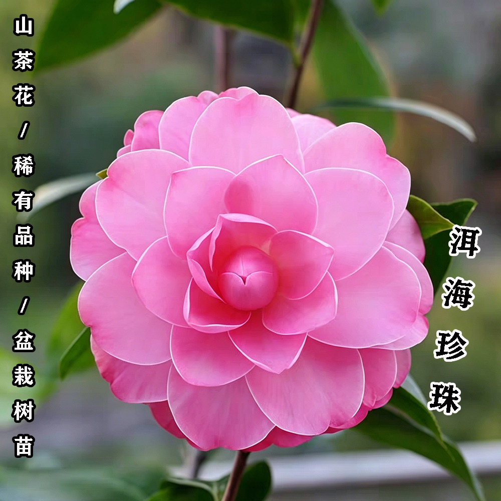 洱海珍珠茶花盆栽名贵品种高档室外内阳台庭院客厅山茶花花卉植物