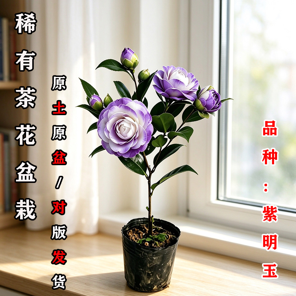 紫明玉茶花盆栽名贵品种高档室外内阳台庭院客厅山茶花苗花卉植物