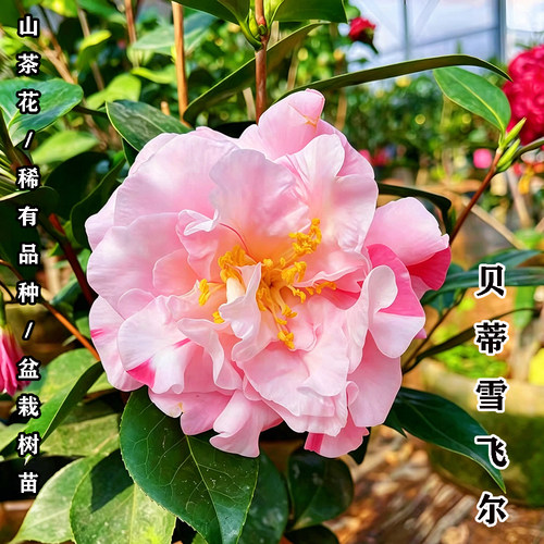 贝蒂雪飞尔山茶花苗2年无分枝