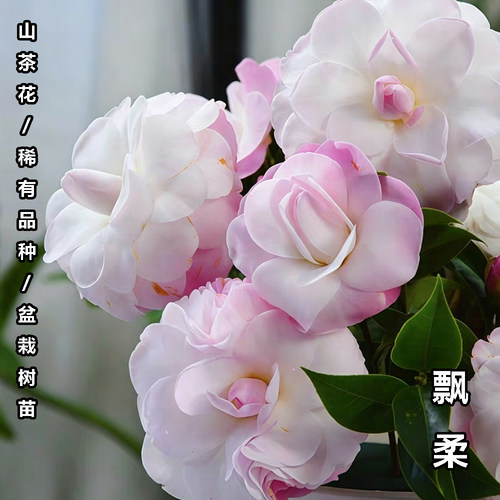 飘柔名贵盆栽茶花室内外阳台