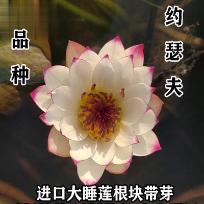 约瑟芬睡莲花池塘水缸鱼庭