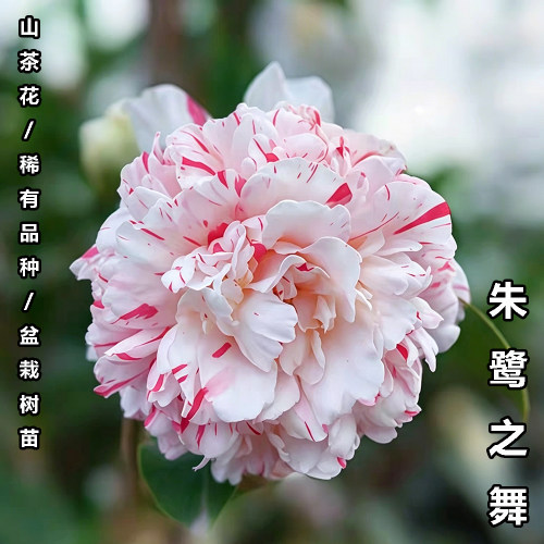 朱鹭之舞名贵茶花盆栽