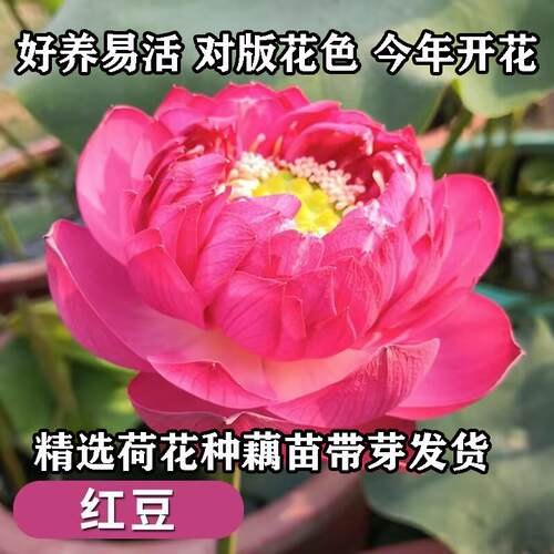 红豆观赏荷花种藕苗重瓣水