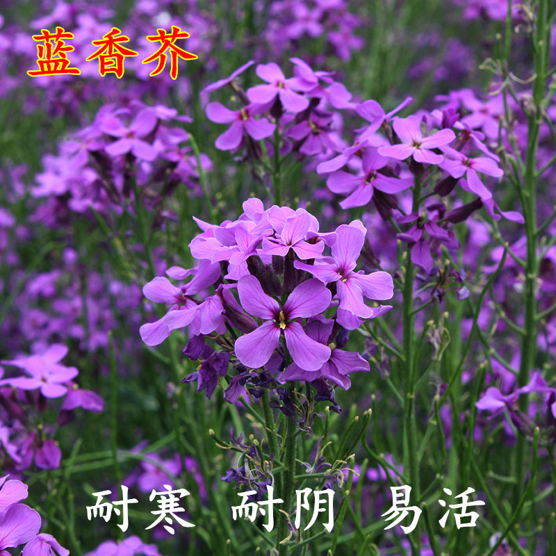 蓝香芥种子易活花卉种子彩色油菜花花籽庭院 盆栽苗景观花海种子