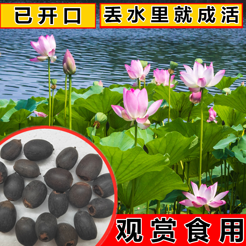 大型荷花种子池塘水养四季