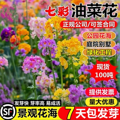 观赏彩色油菜花优质油菜花种子