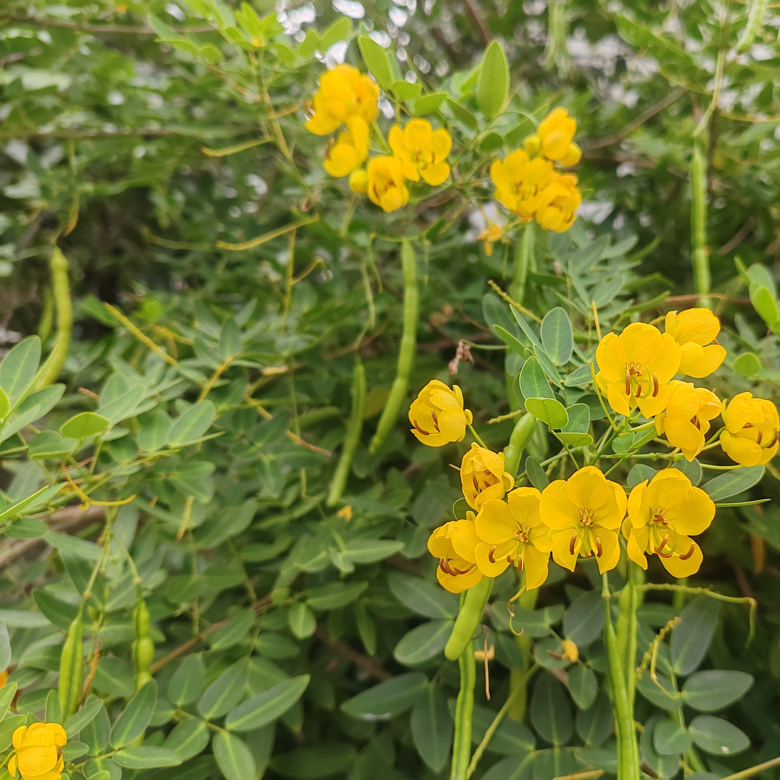 决明子种子籽四季播种蔬菜阳台盆栽庭院马蹄决明双荚决明草材