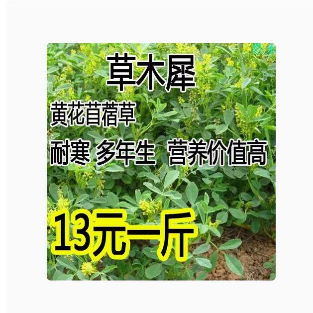 草木樨种子植物黄花草牧草型