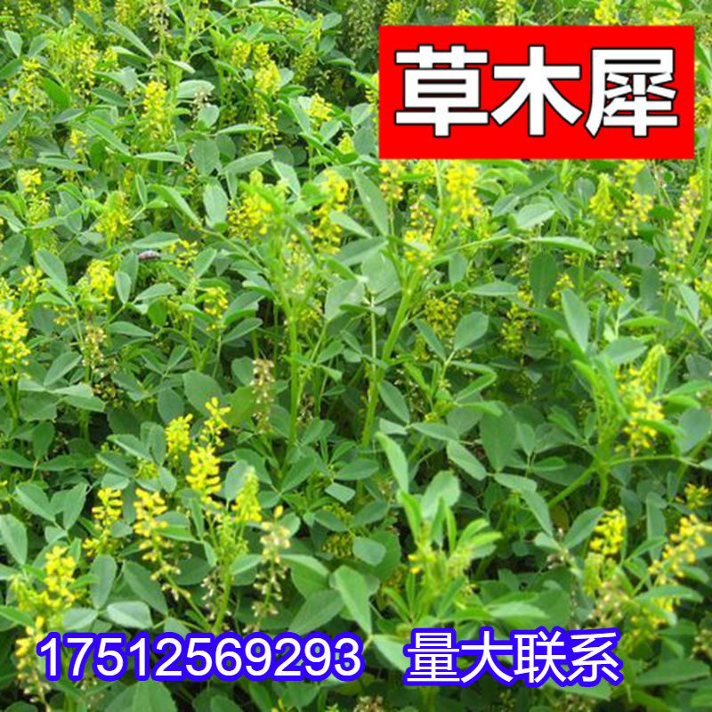 草木樨种子黄花犀籽绿肥