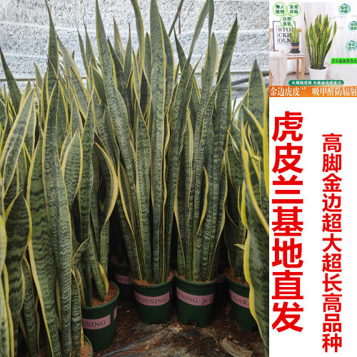 大金边虎皮兰绿植卧室客厅吸阳台观叶虎尾兰