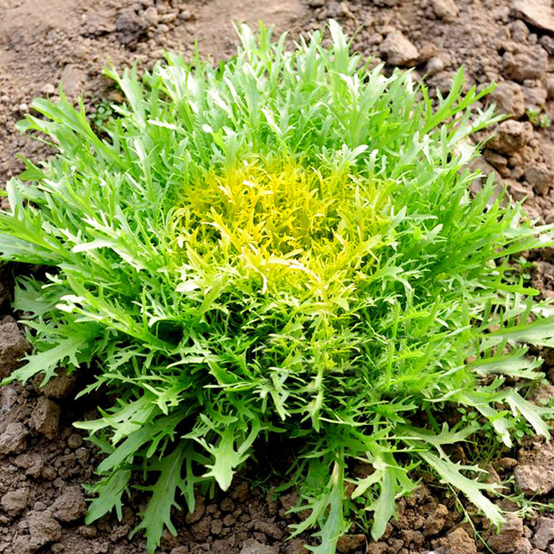 花叶苦苣种子碎叶黄心苦菊种籽细叶阳台盆栽菜园易种蔬菜种孑种籽