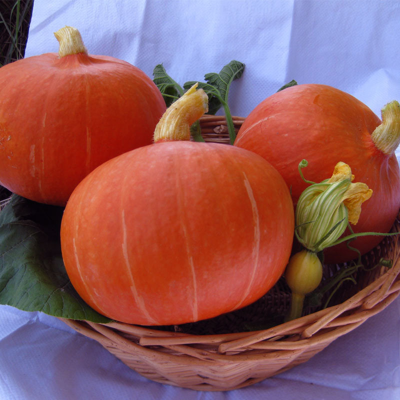 一品红甜栗南瓜种子红板栗南瓜甜面春季阳台田园爬藤瓜果蔬菜种子