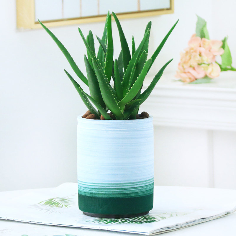 高档芦荟盆栽多肉植物办公室内不夜城芦荟仙人掌盆栽桌面绿色实用